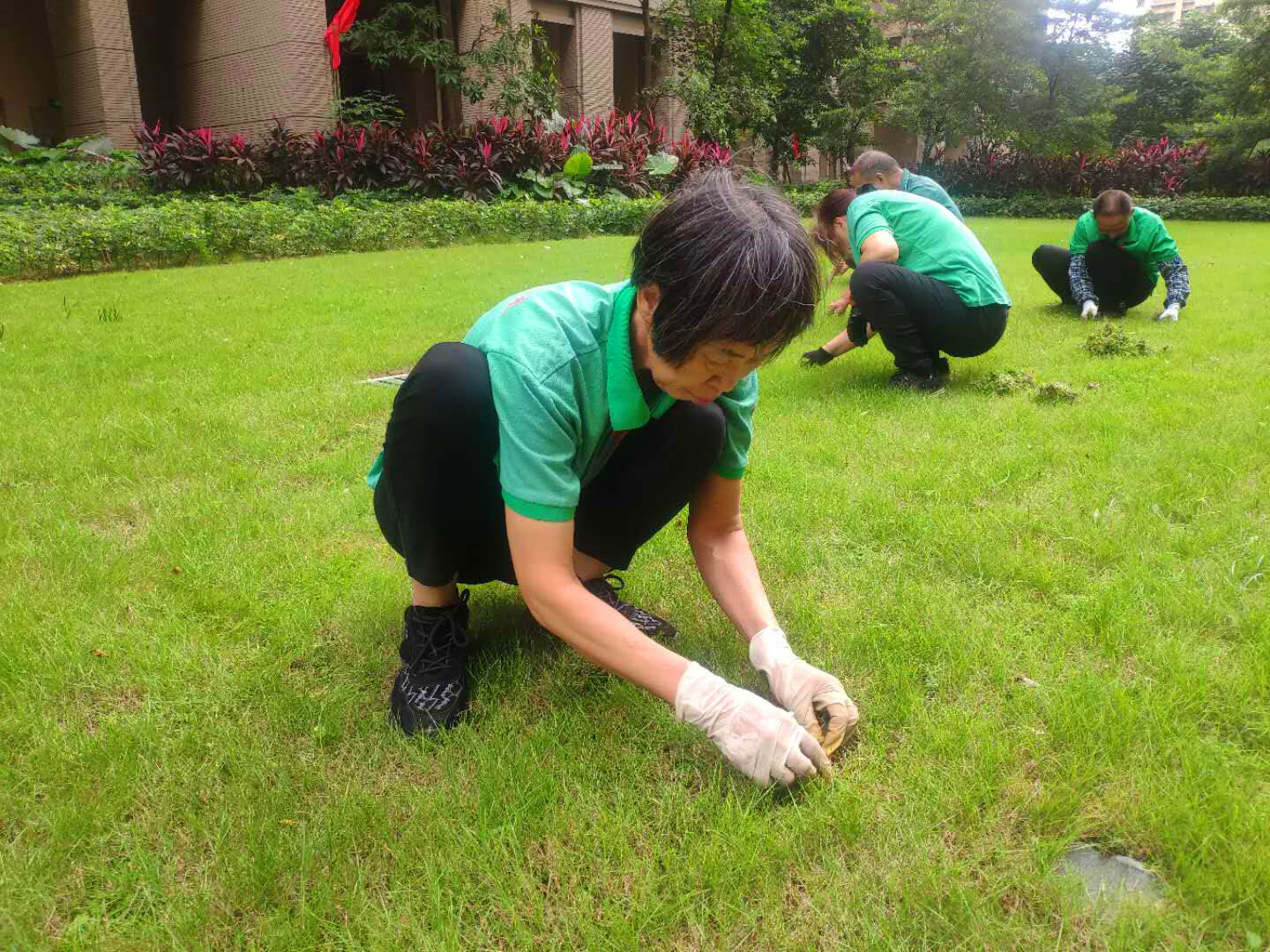 小區(qū)綠化養(yǎng)護草坪的養(yǎng)護