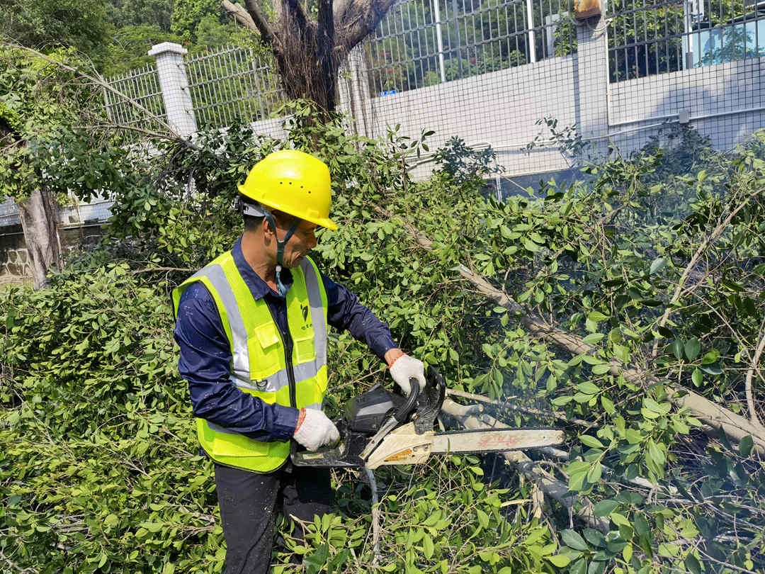 廣州綠化工程公司的工人正在鋸掉被臺風刮倒的樹枝