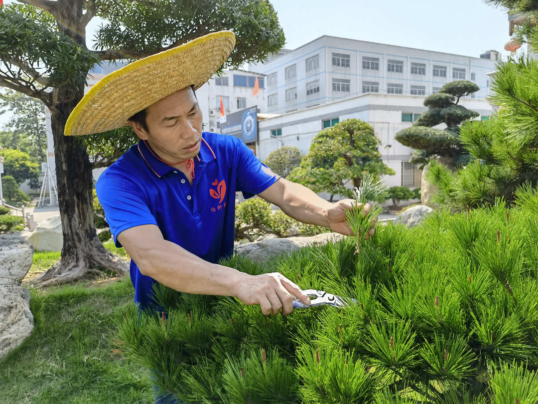夏季綠化養護修剪工作