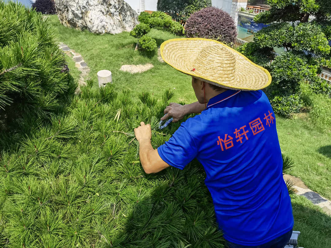 綠化養(yǎng)護修剪