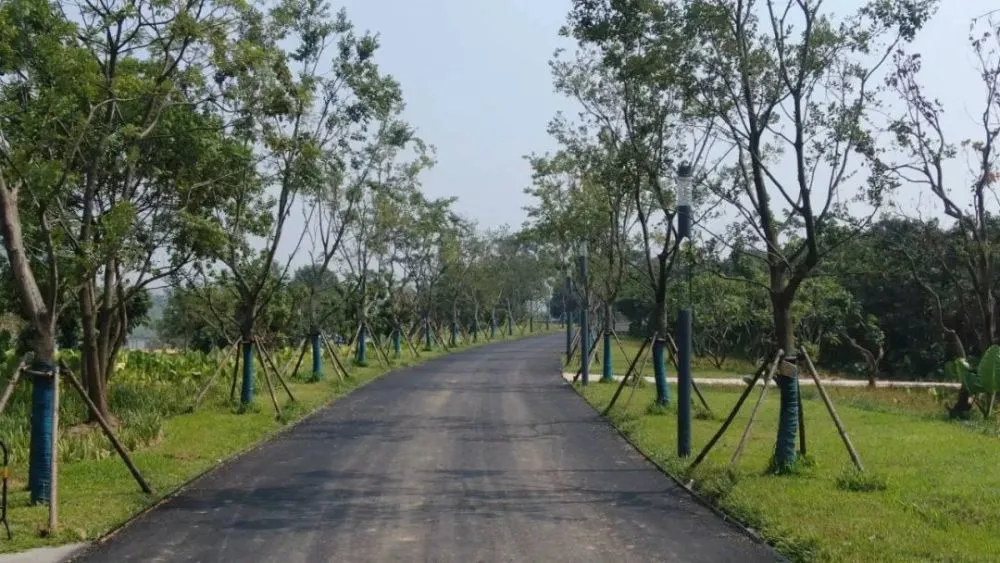 綠化公司：廣東河源高新區白鷺島公園8月底將建成開放