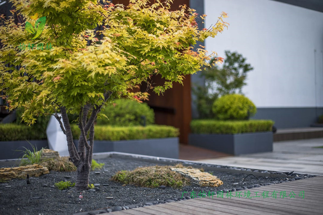 萬科地產深圳總部屋頂花園綠化工程設計改造實景圖