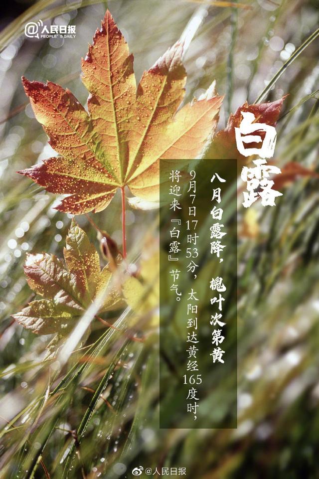 園林綠化公司：露從今夜白，夜自此日涼；今日白露！