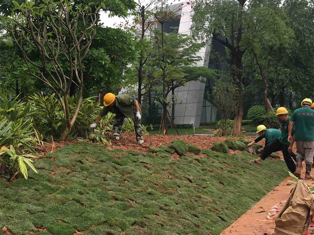 怡軒園林綠化公司十月份綠化養護補植工作