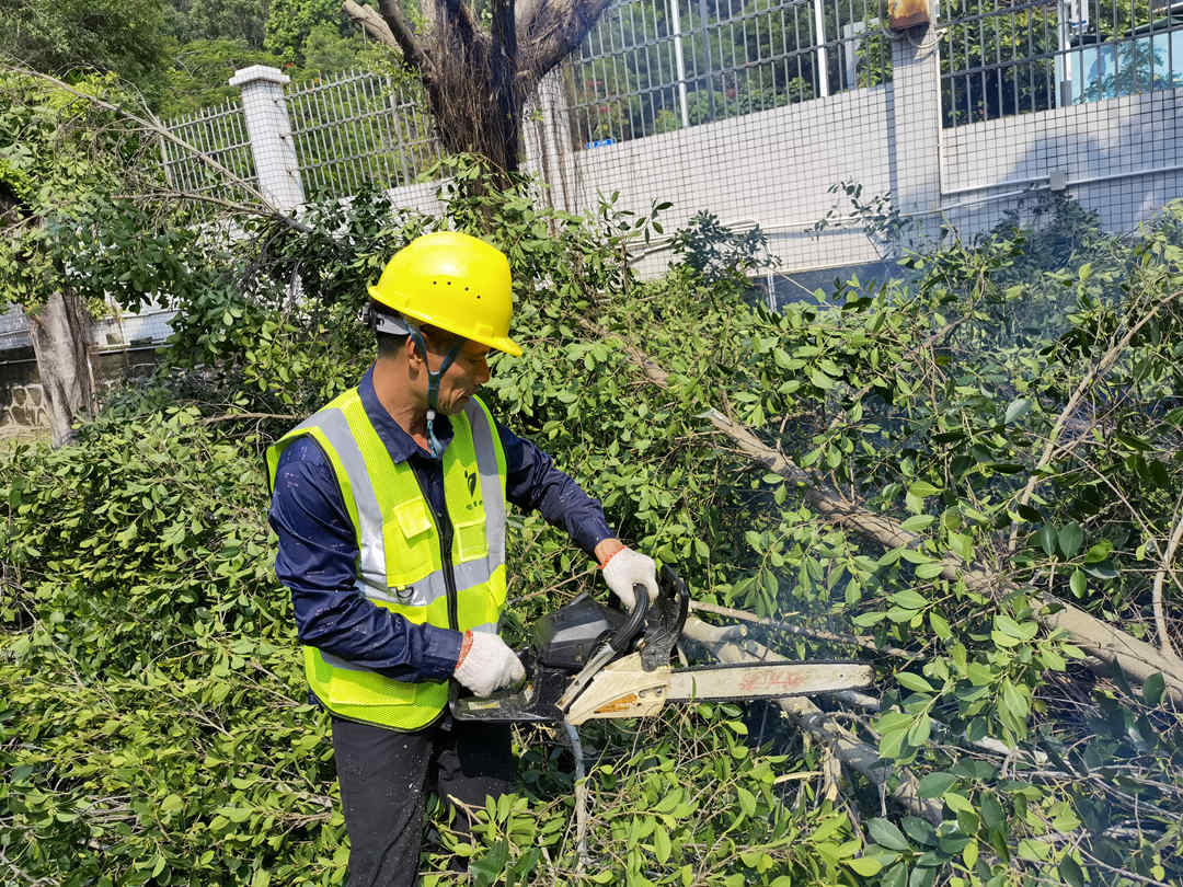 雨后綠化養護排查修剪