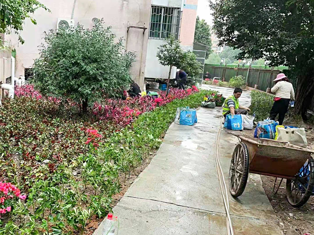 小區綠化養護補植工作