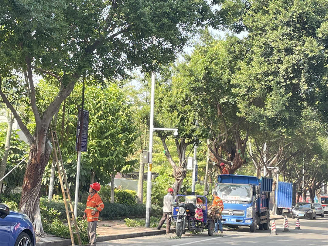 城區綠化養護行道樹修剪