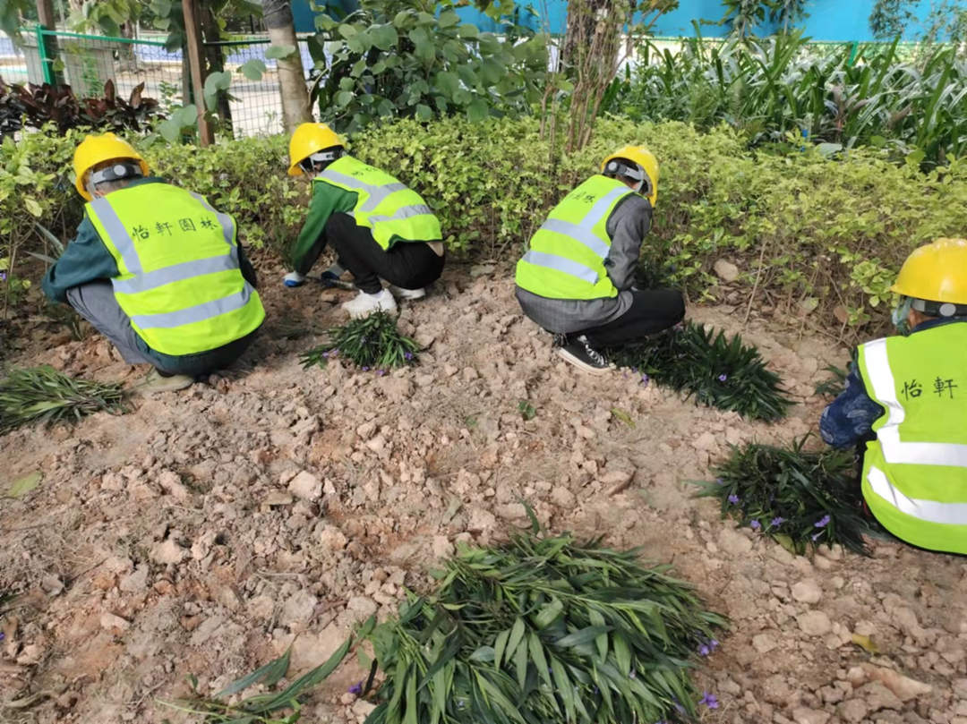 怡軒園林綠化公司工人正在小區內補種綠植
