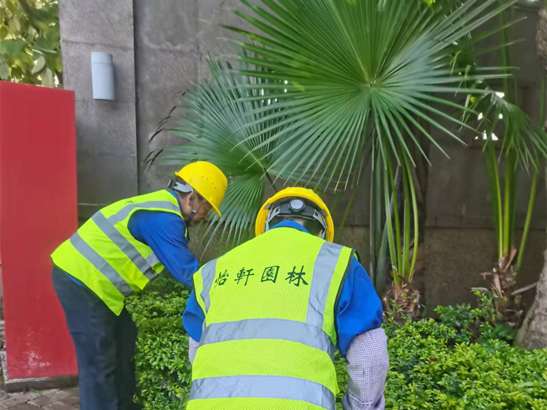 雪域瀾庭小區(qū)綠化養(yǎng)護(hù)工人正在修剪