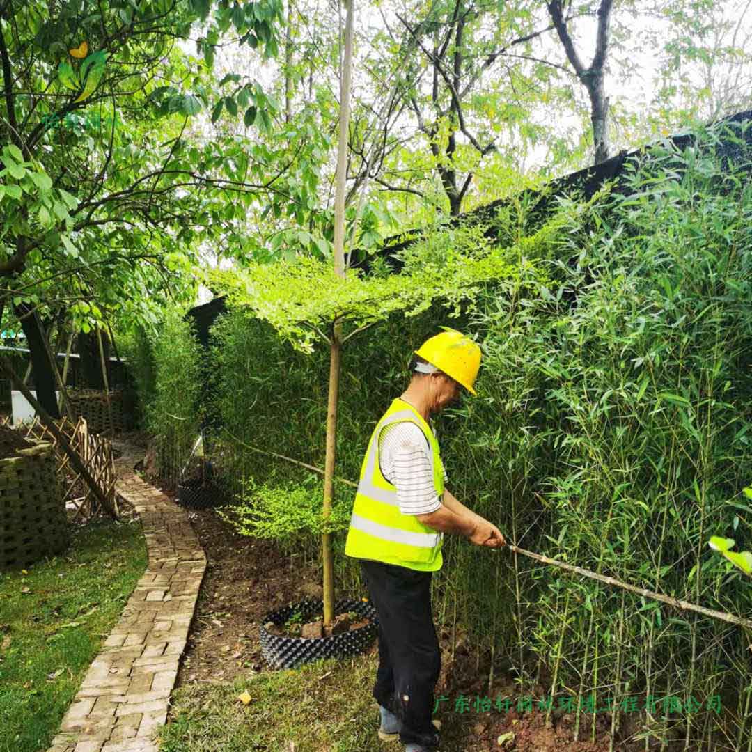 番禺露營基地綠化工程施工現場