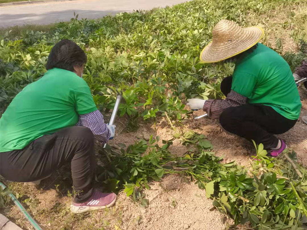 怡軒園林綠化公司工人正在進行補栽