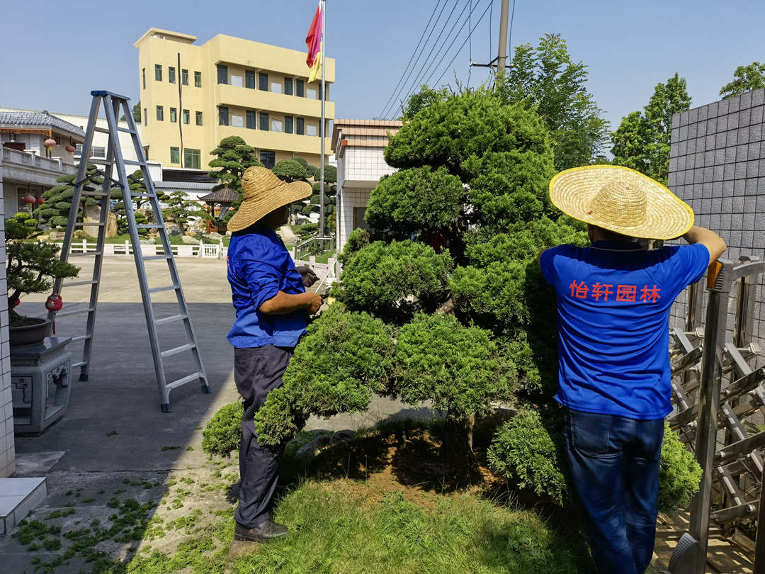 五月份園林綠化養護花灌木的造型修剪