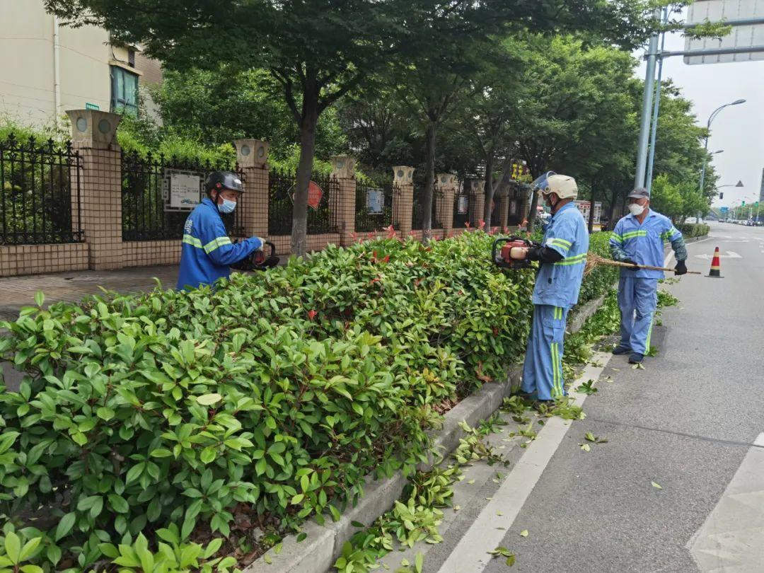 園林綠化養護工人正在修剪