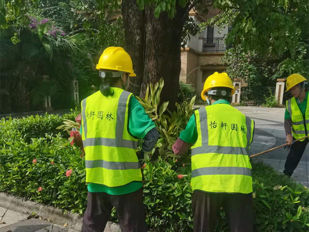 觀湖園小區綠化養護日常修剪