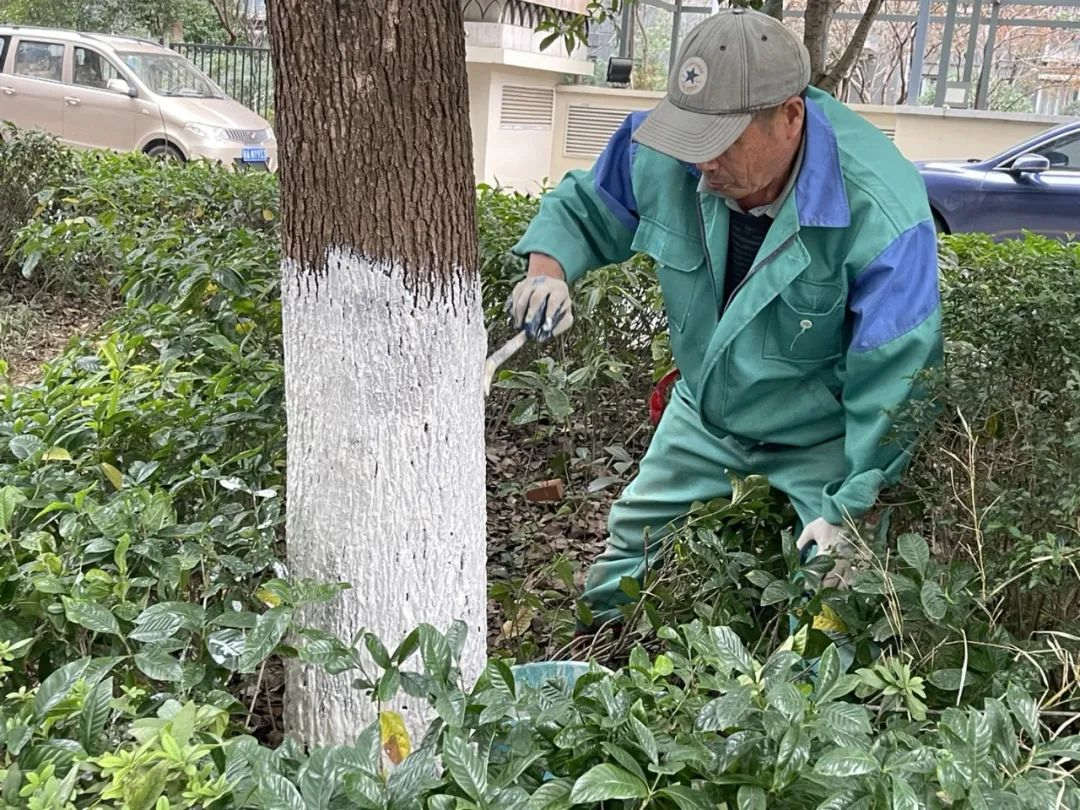 園林綠化養護樹木涂白