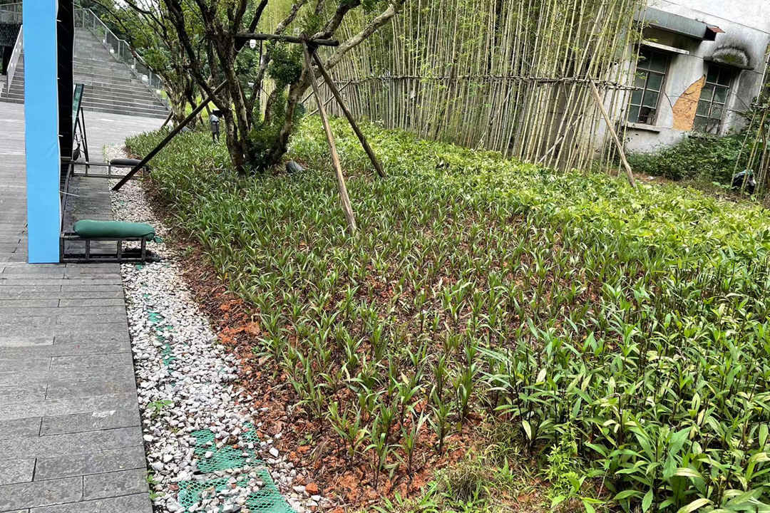 春季綠化養護植物補植