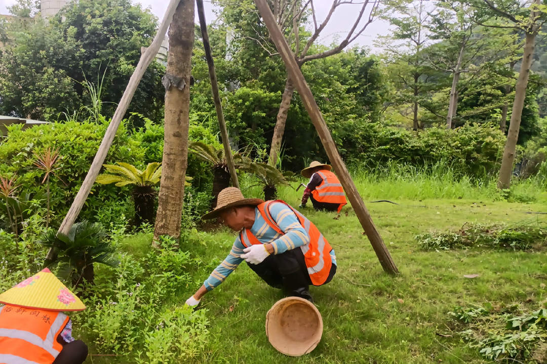 春季綠化養護清理雜草