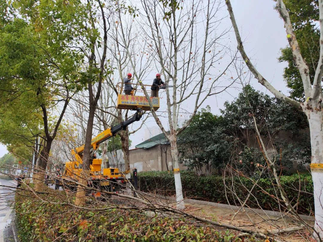 春季道路綠化養護修剪