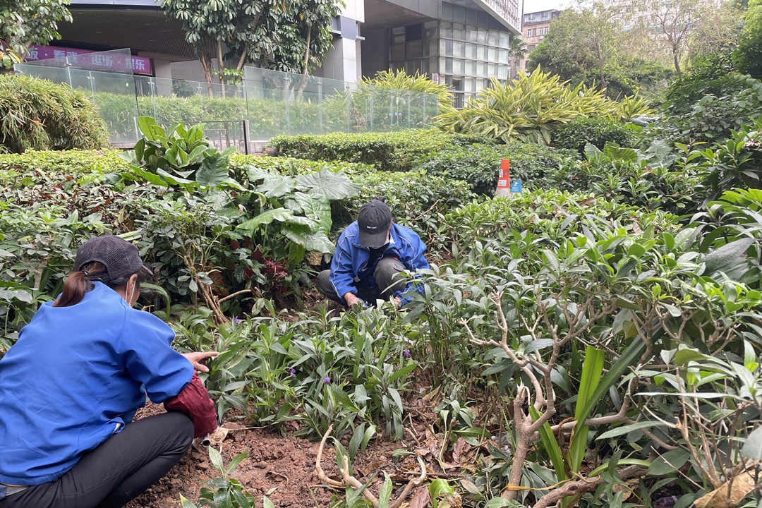 園林綠化養護補植