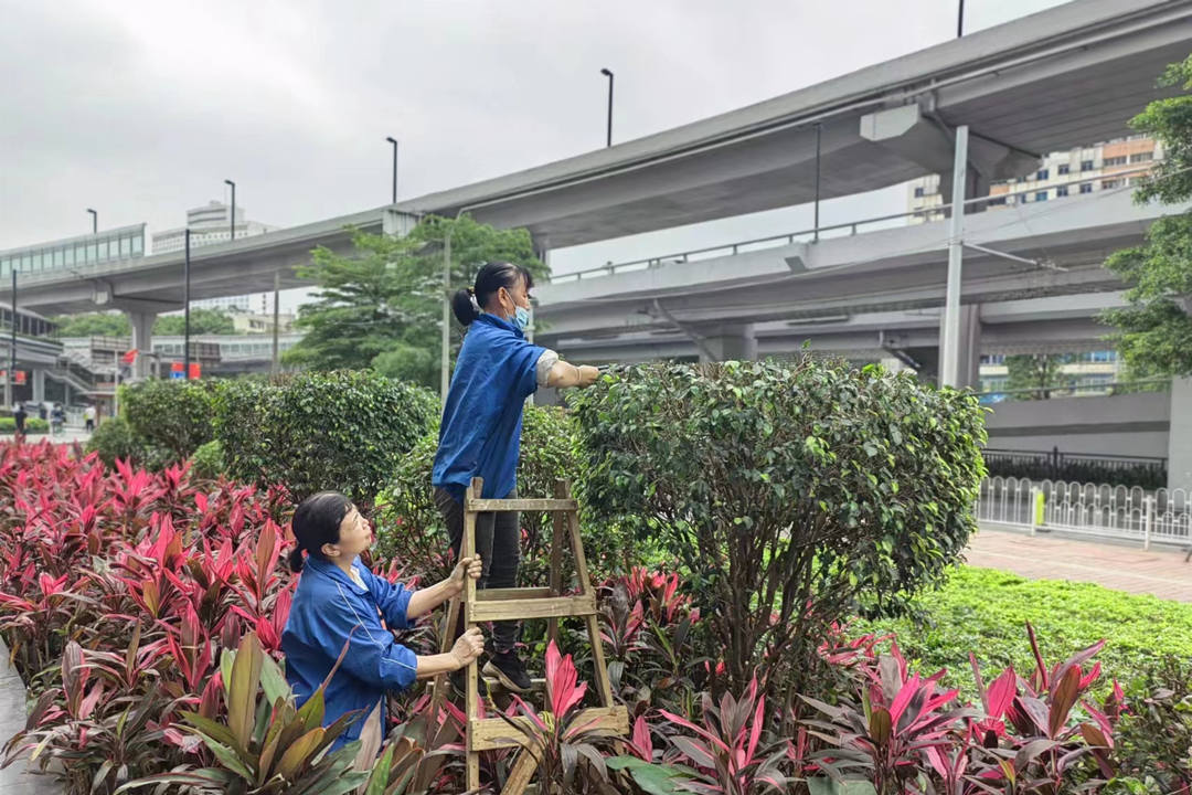 逸翠灣小區綠化養護修剪