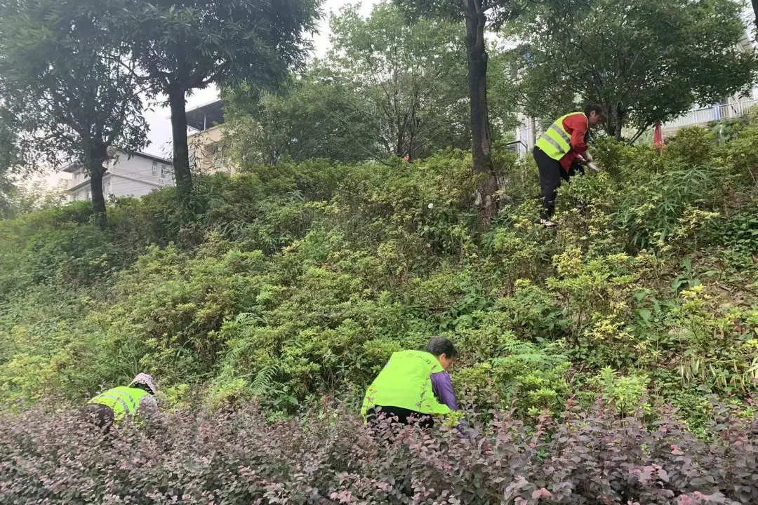 秋季綠化養護清理垃圾