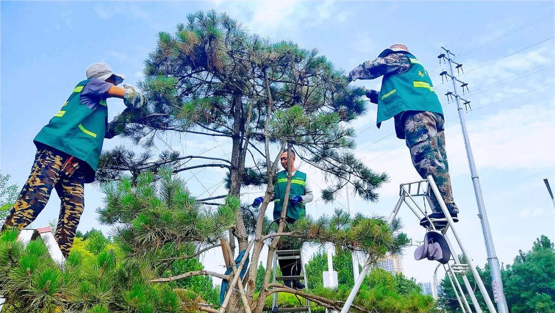 園林綠化養(yǎng)護整形修剪