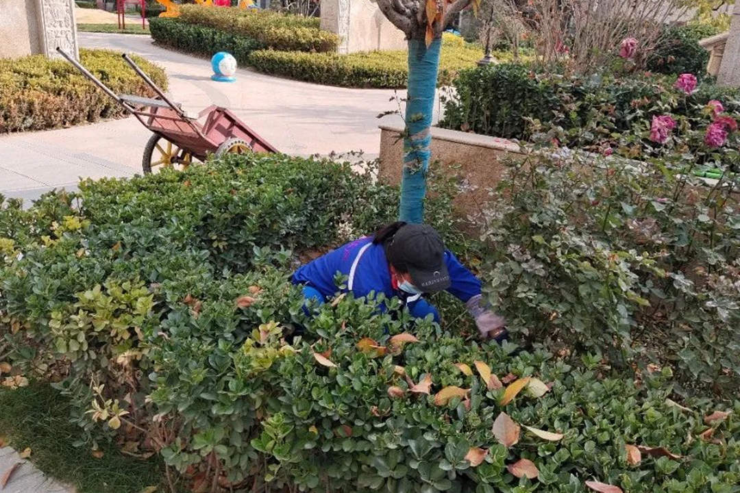 小區綠化養護清理雜草