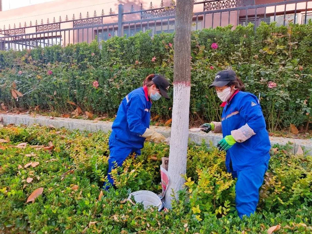 綠化養護樹木涂白