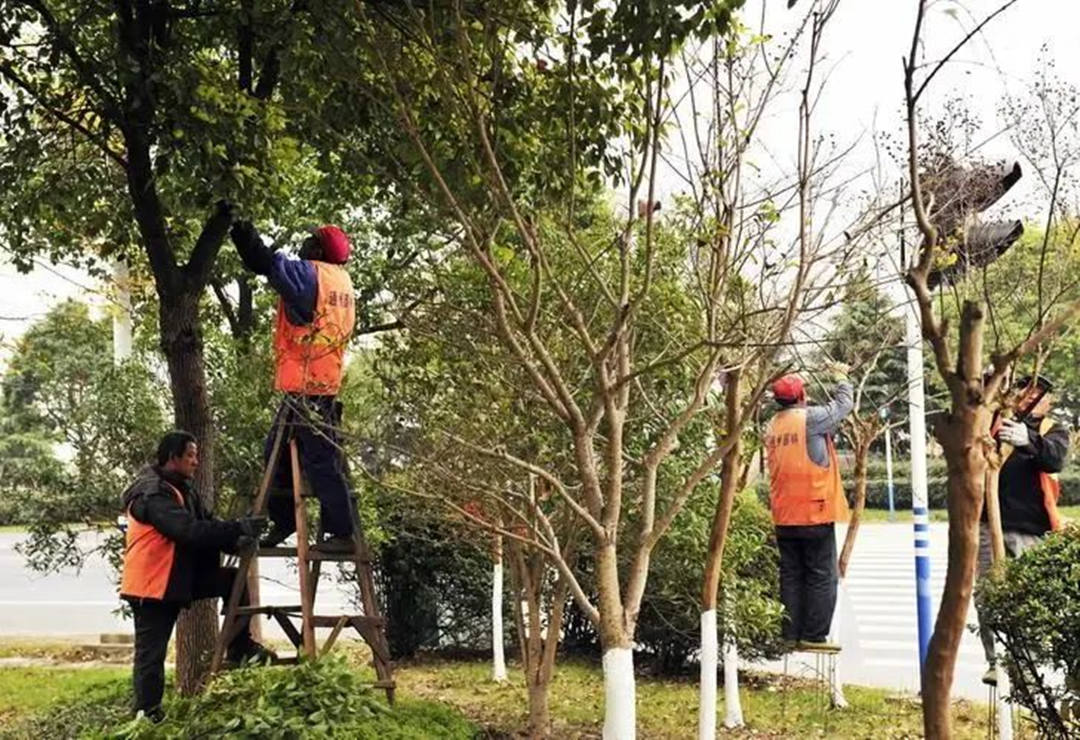 十二月園林綠化養護苗木修剪