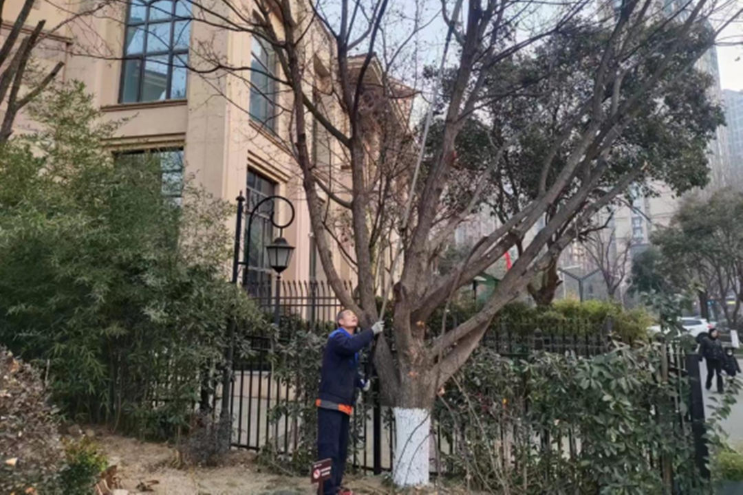 二月份綠化養護修剪