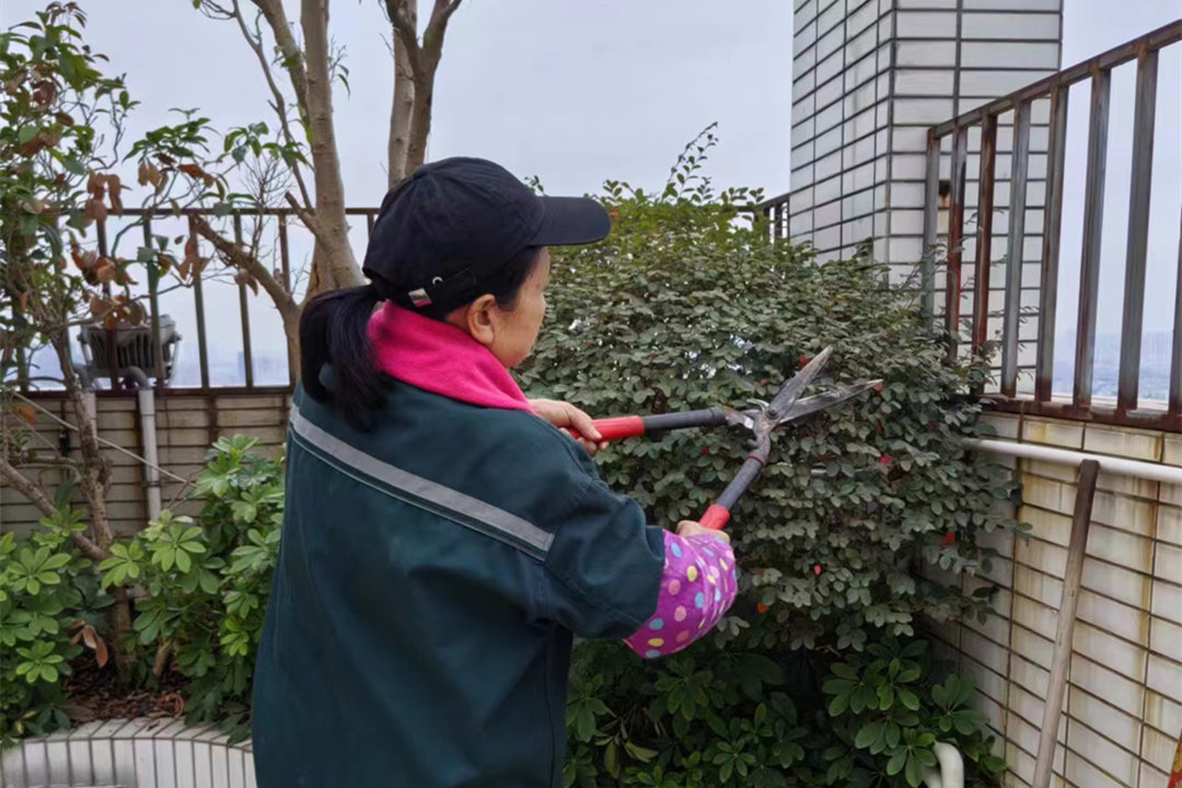 園林綠化養護整形修剪