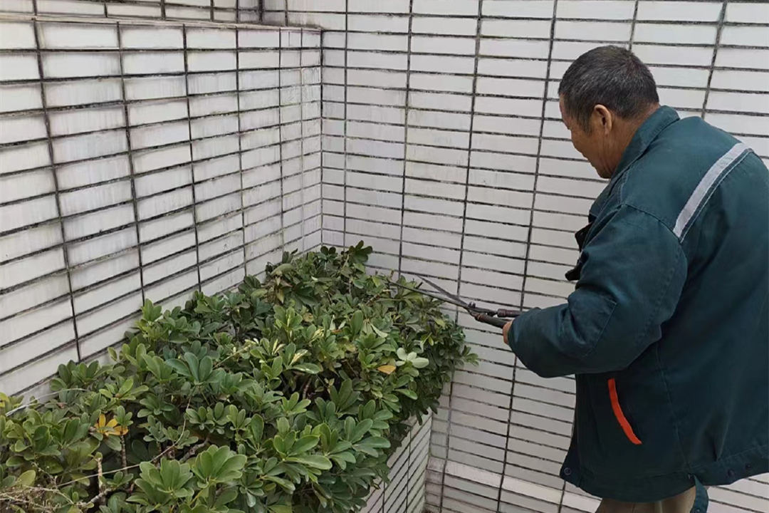 二月份園林綠化養護修剪